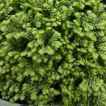 Selaginella apoda ശീലം