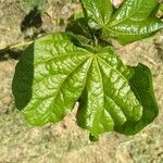 Gossypium herbaceum Листок