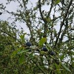 Prunus × fruticans Alkat (teljes növény)