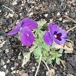 Viola cornuta Fiore