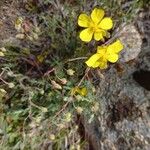 Tuberaria lignosa Blodyn