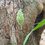 Phalaris canariensis Flower