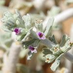 Maropsis deserti Blüte