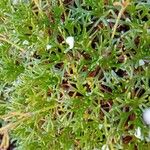 Saxifraga pentadactylis Leaf
