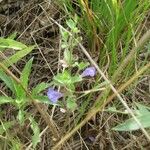 Scutellaria drummondii Yeri