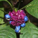 Psychotria guapilensis 花