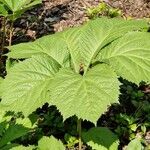 Rodgersia podophylla Листок