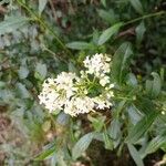 Ligustrum vulgare Квітка