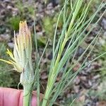 Scorzonera angustifolia Цветок