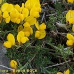 Cytisus ardoinoi Habit