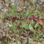 Amaranthus blitoides Folla