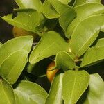 Ximenia americana Leaf