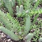 Petrosedum ochroleucum Feuille