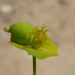 Euphorbia biumbellata Vrucht
