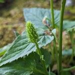 Phyteuma spicatum Flor