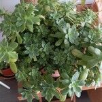 Sedum palmeri ഇല