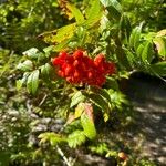 Sorbus scopulina Hedelmä