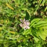 Teucrium canadense Fiore