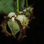 Monodora myristica Flower