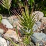 Bromus madritensis Frugt