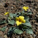 Viola purpurea Hábito