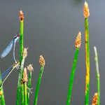 Eleocharis palustris Floare
