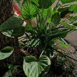 Alocasia cucullata Folha