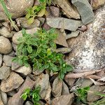 Teucrium chamaedrys Blatt