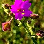 Mirabilis viscosa