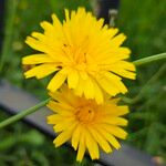 Scorzoneroides autumnalis Flower