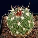 Stenocactus sulphureus Leaf