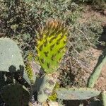 Opuntia ficus-indica Likasa