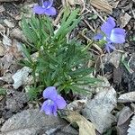 Viola pedatifida Floro