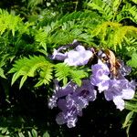 Jacaranda mimosifolia Blomst