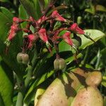 Euphorbia tithymaloides Fruit