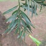 Podocarpus macrophyllusLeaf