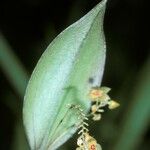 Lepanthes ovalis Flor