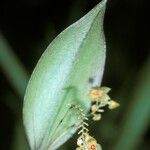 Lepanthes ovalis