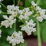 Sium sisarum Flor