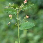 Aeschynomene americana Folha