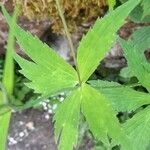 Ranunculus platanifolius Likasa