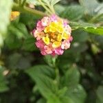 Lantana camaraΛουλούδι