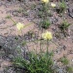 Cyperus hemisphaericus Flor