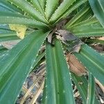 Pandanus urophyllus Yaprak