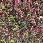 Kalmia procumbensFleur