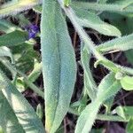 Anchusa officinalis Листок