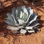 Agave havardiana 叶