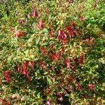 Fuchsia magellanica ശീലം