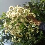 Cordia dentata Flower