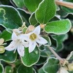 Correa alba Flower